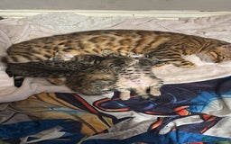 Bengal cats for sale: Bengal cross Maine coon - Image 7