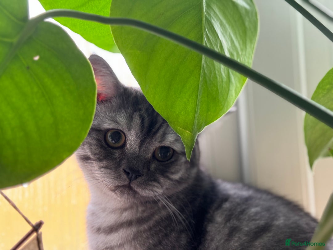 Maine Coon cats for sale: Beautiful cats looking for forever homes - Image 17