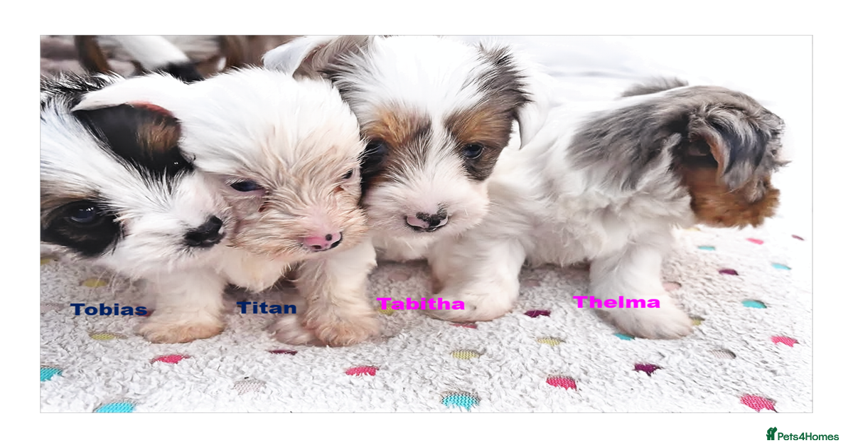Biewer Terrier Puppies for Sale in Cheshire for sale in Crewe