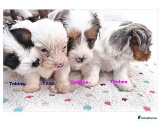 Biewer Terrier dogs - Advert 4