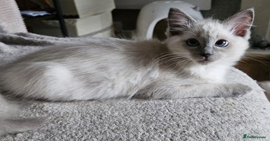 Ragdoll cats - Advert 5