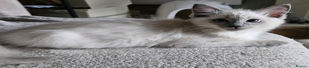 Ragdoll Kitten 1