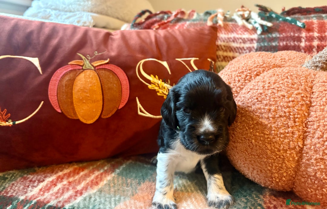 Cocker Spaniel dogs for sale: Beautiful Show Type Cocker Spaniel Puppies - Image 20