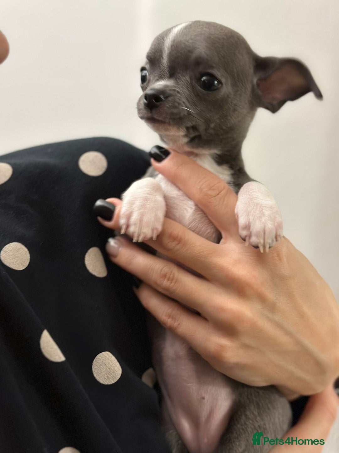 Chihuahua dogs for sale: Pure bred Chihuahua puppies - Image 6