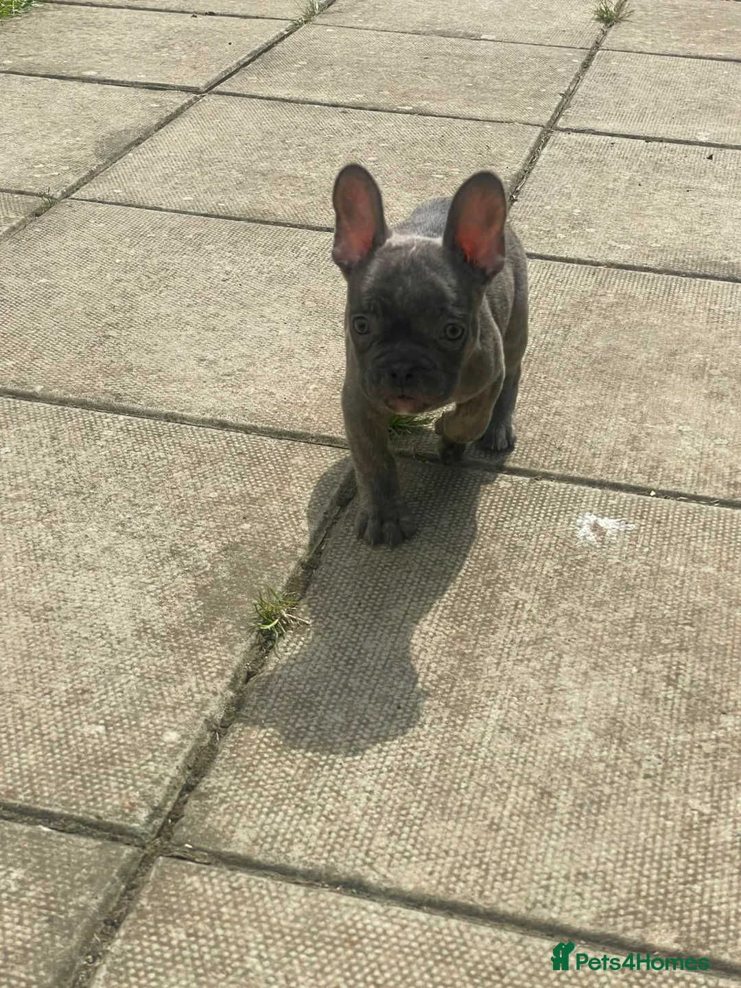 French Bulldog dogs for sale: French bulldog puppies ready now  - Advert 2