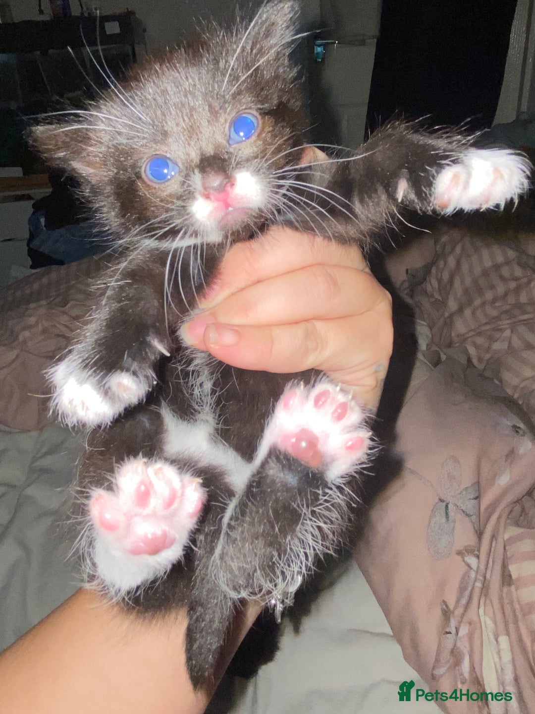 Domestic Shorthair cats for sale: Female kittens - Image 9