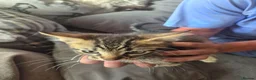 Mixed Breed cats for sale: 1 beautiful bengal x tabby kitten - Advert 5