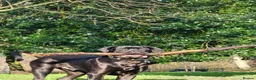 Cane Corso dogs for stud: Caeser  in Bootle - Advert 2