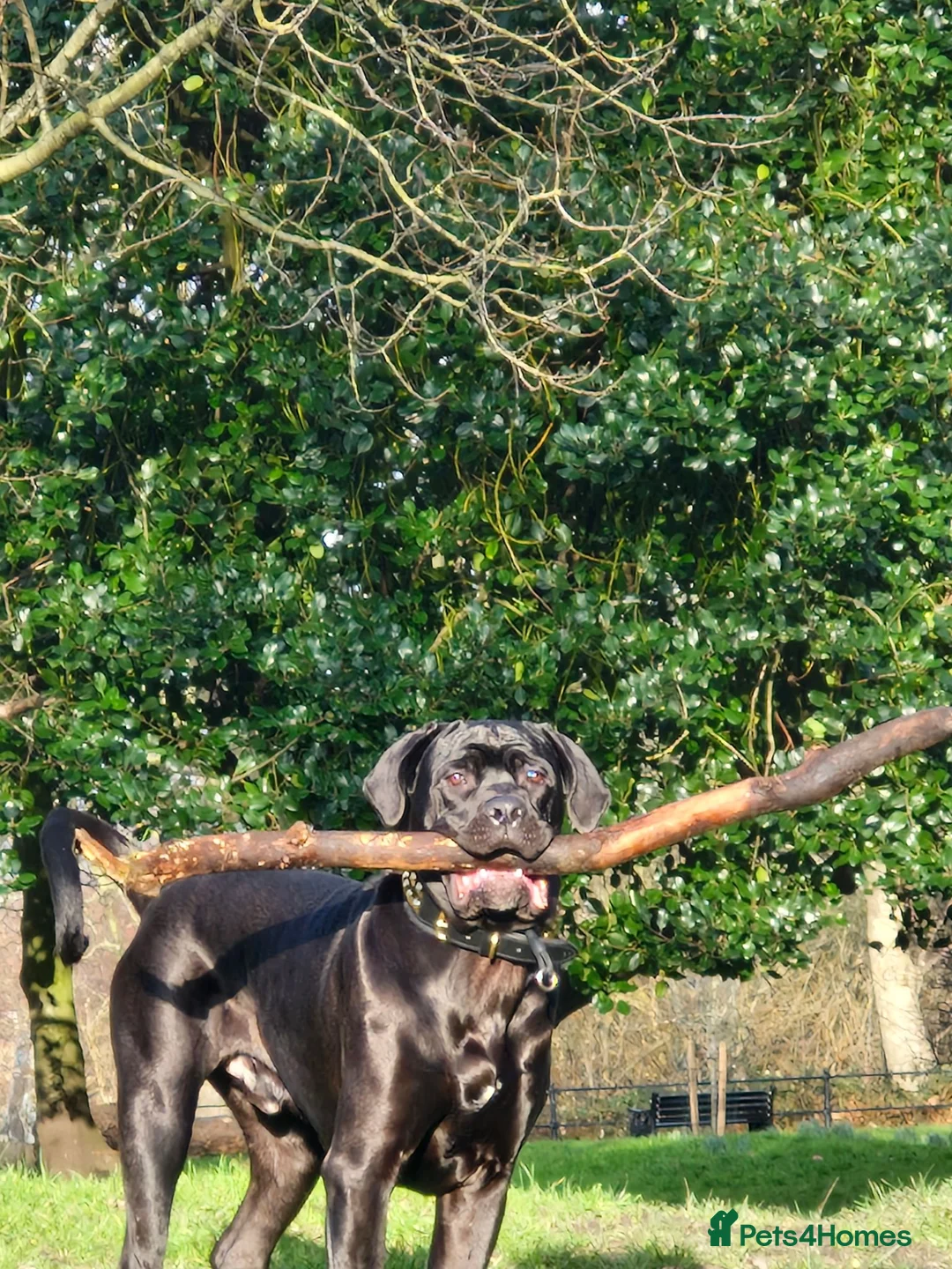 Cane Corso dogs for stud: Caeser  in Bootle - Advert 2