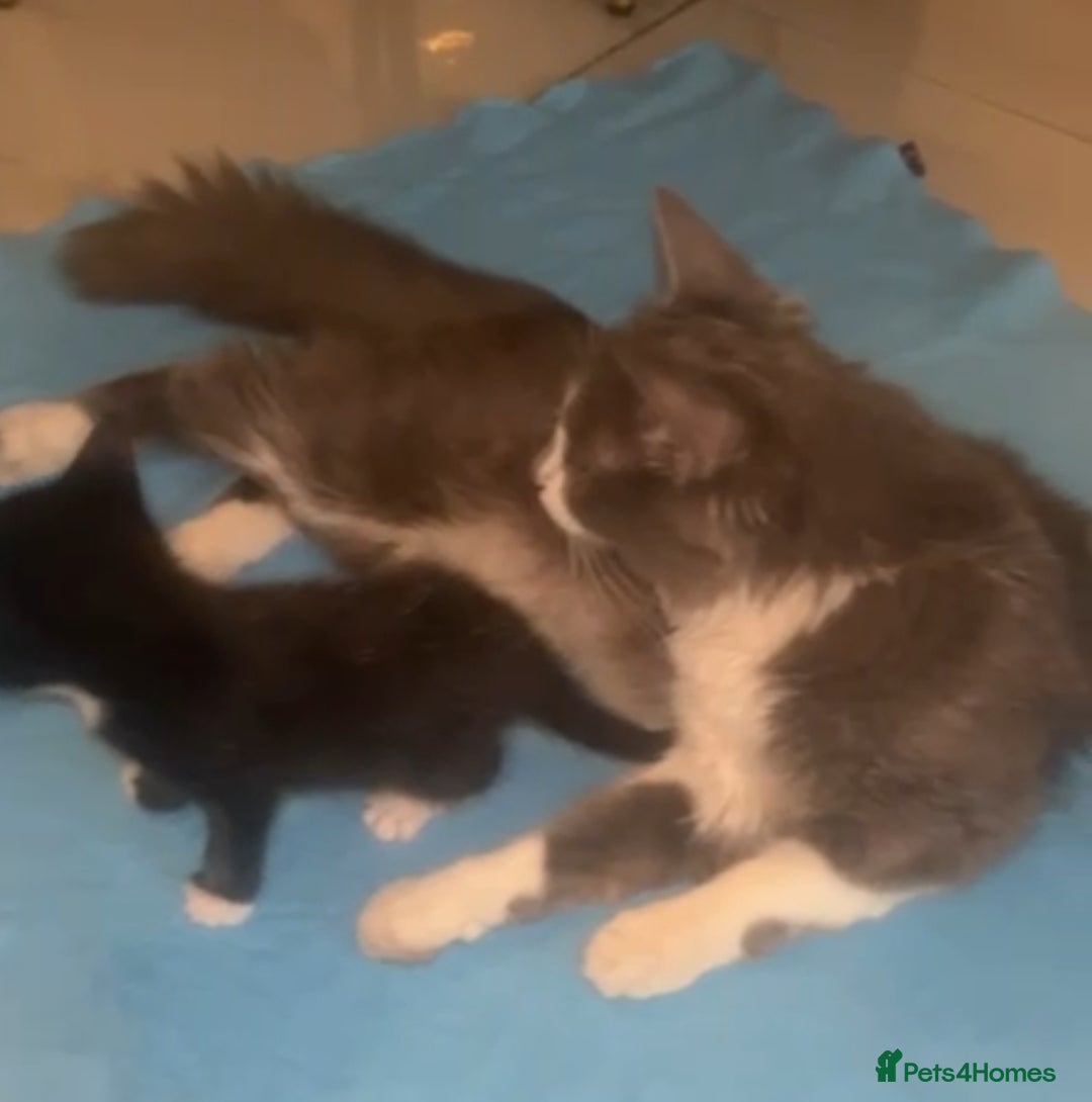 Mixed Breed cats for sale: Black male kitten for sale - Image 4