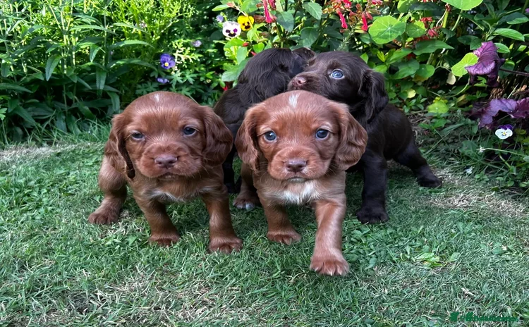 Cocker Spaniel dogs - Advert 3