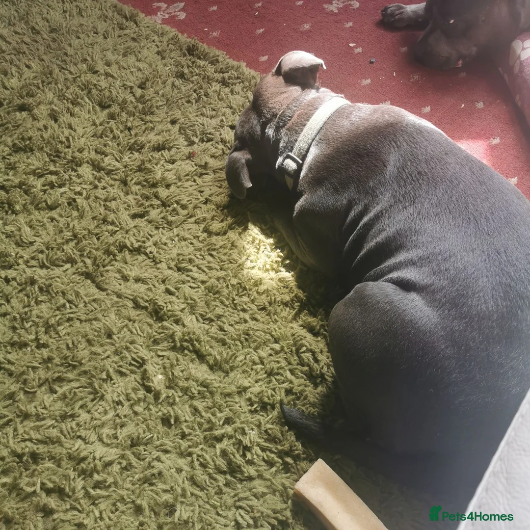 Staffordshire Bull Terrier dogs for sale: KC Blue Staffie Bitch for sale - Advert 2