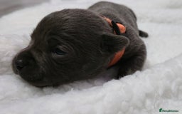 Staffordshire Bull Terrier dogs for sale:  Blue Staffy puppies for sale KC REGISTERED  - Image 30
