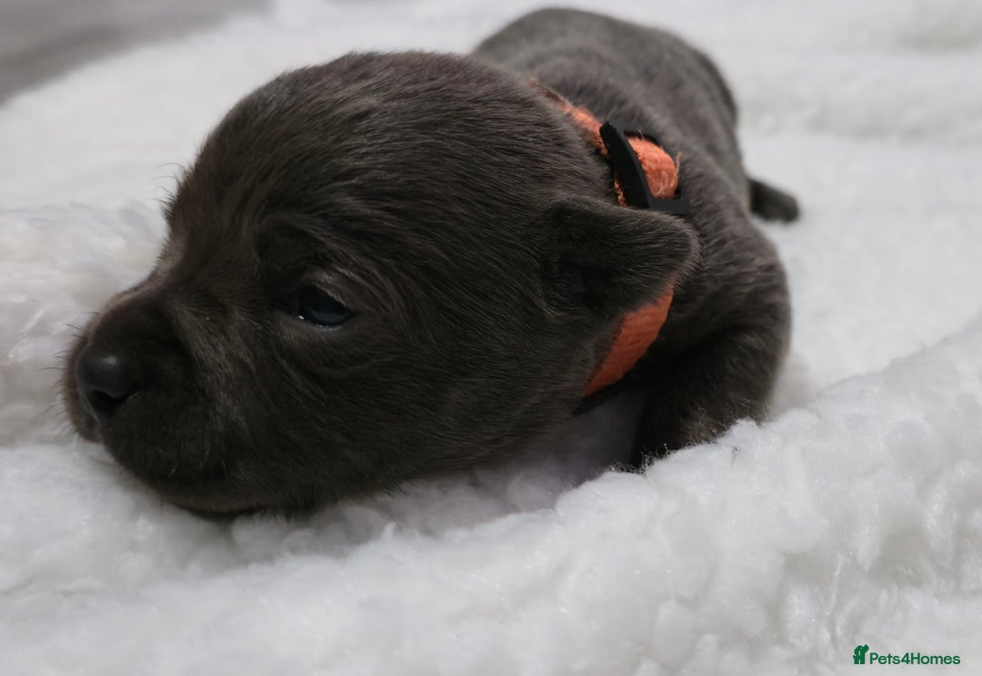 Staffordshire Bull Terrier dogs for sale:  Blue Staffy puppies for sale KC REGISTERED  - Image 30