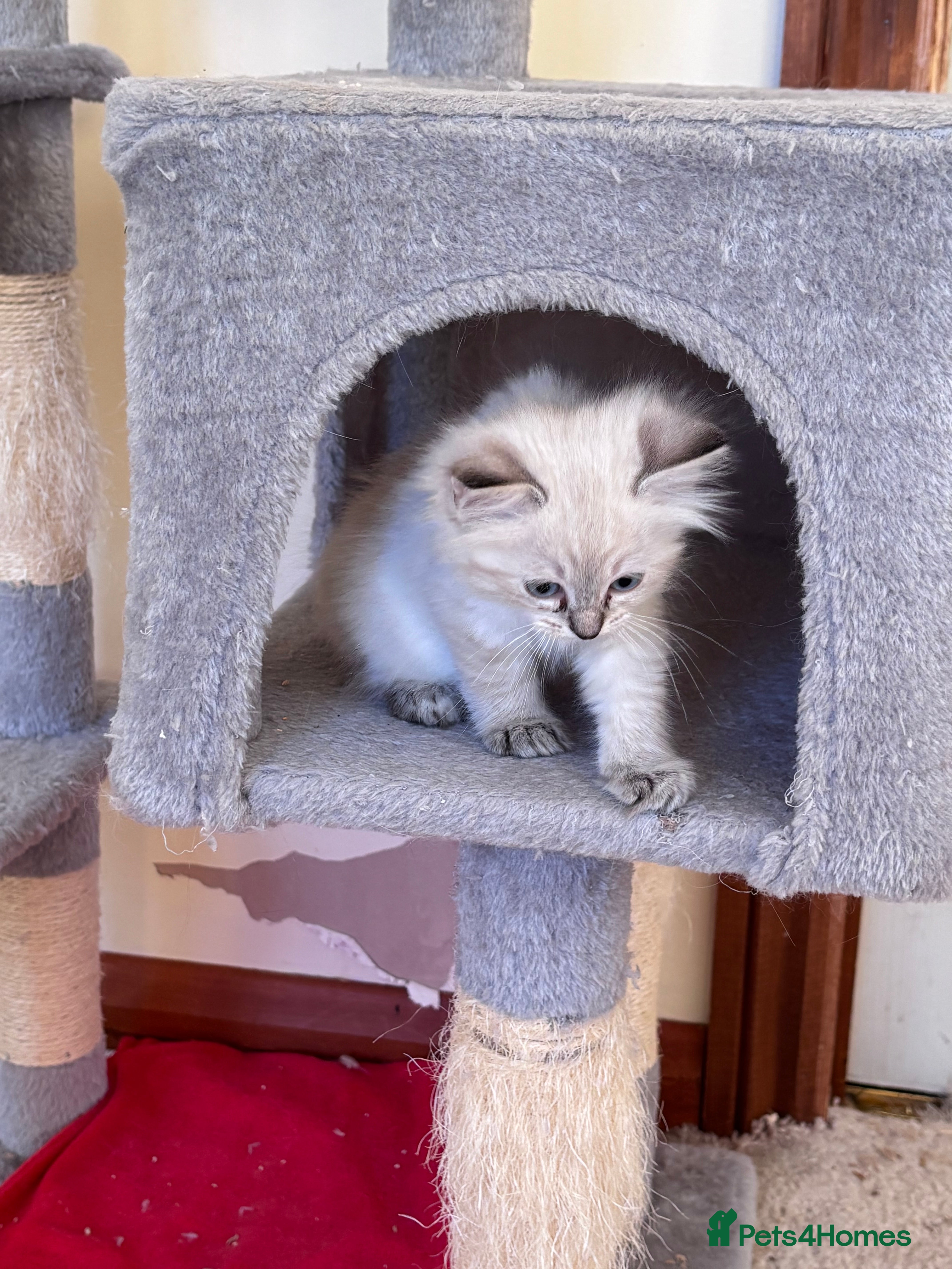 Ragdoll cats RAGDOLL BABY GIRL AVAILABLE  - Advert 3