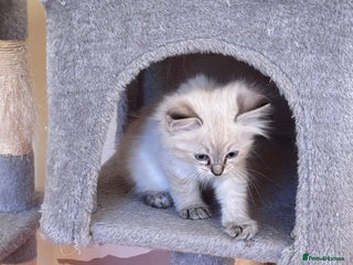 Ragdoll cats RAGDOLL BABY GIRL AVAILABLE - Advert 5