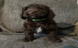 Cockapoo dogs for sale: Gorgeous cockapoo puppies  - Image 11