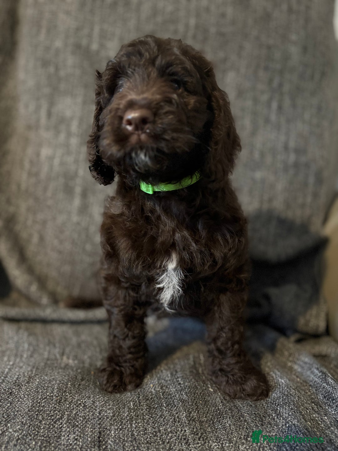 Cockapoo dogs for sale: Gorgeous cockapoo puppies  - Image 11