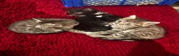 Mixed Breed cats for sale: Beautiful kittens for sale  - Advert 7