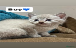 Mixed Breed cats for sale: Kittens for sale  - Advert 12