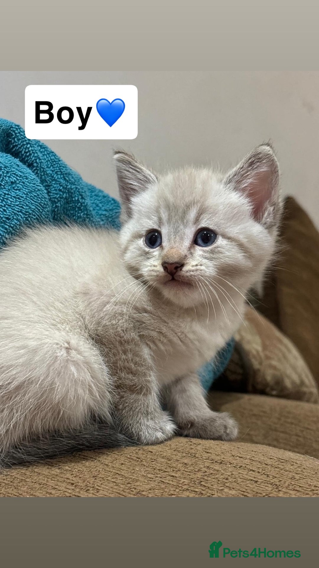 Mixed Breed cats for sale: Kittens for sale  - Advert 12