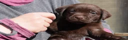 Labrador Retriever dogs for sale: Chocolate Labrador puppies Kc reg health tested - Advert 14