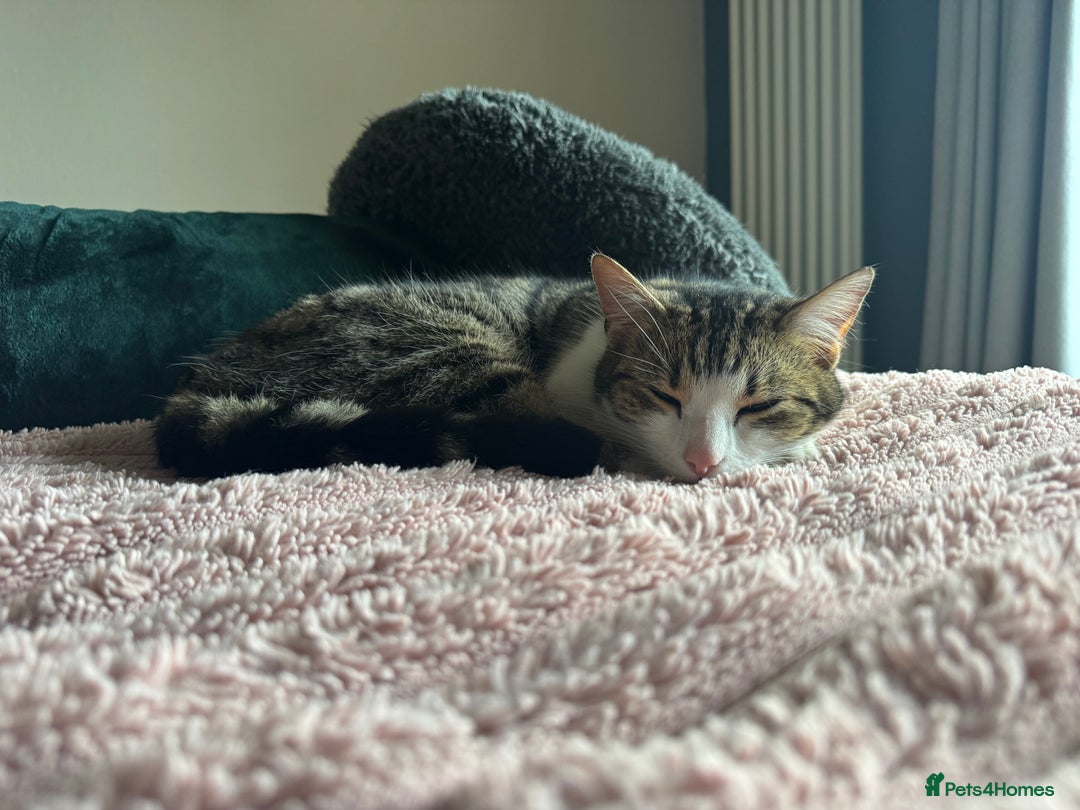 Mixed Breed cats for sale: Beautiful Bengal Cross seeking a loving new home - Advert 2