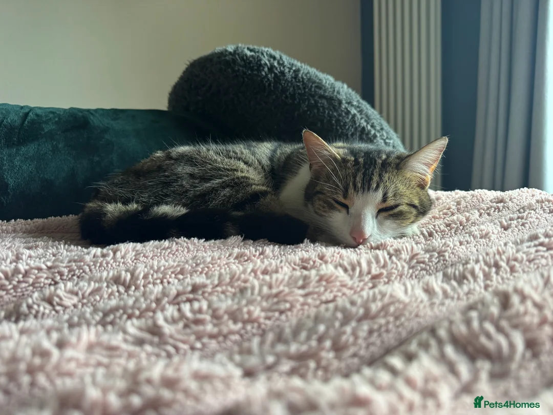 Mixed Breed cats for sale: Beautiful Bengal Cross seeking a loving new home - Advert 2