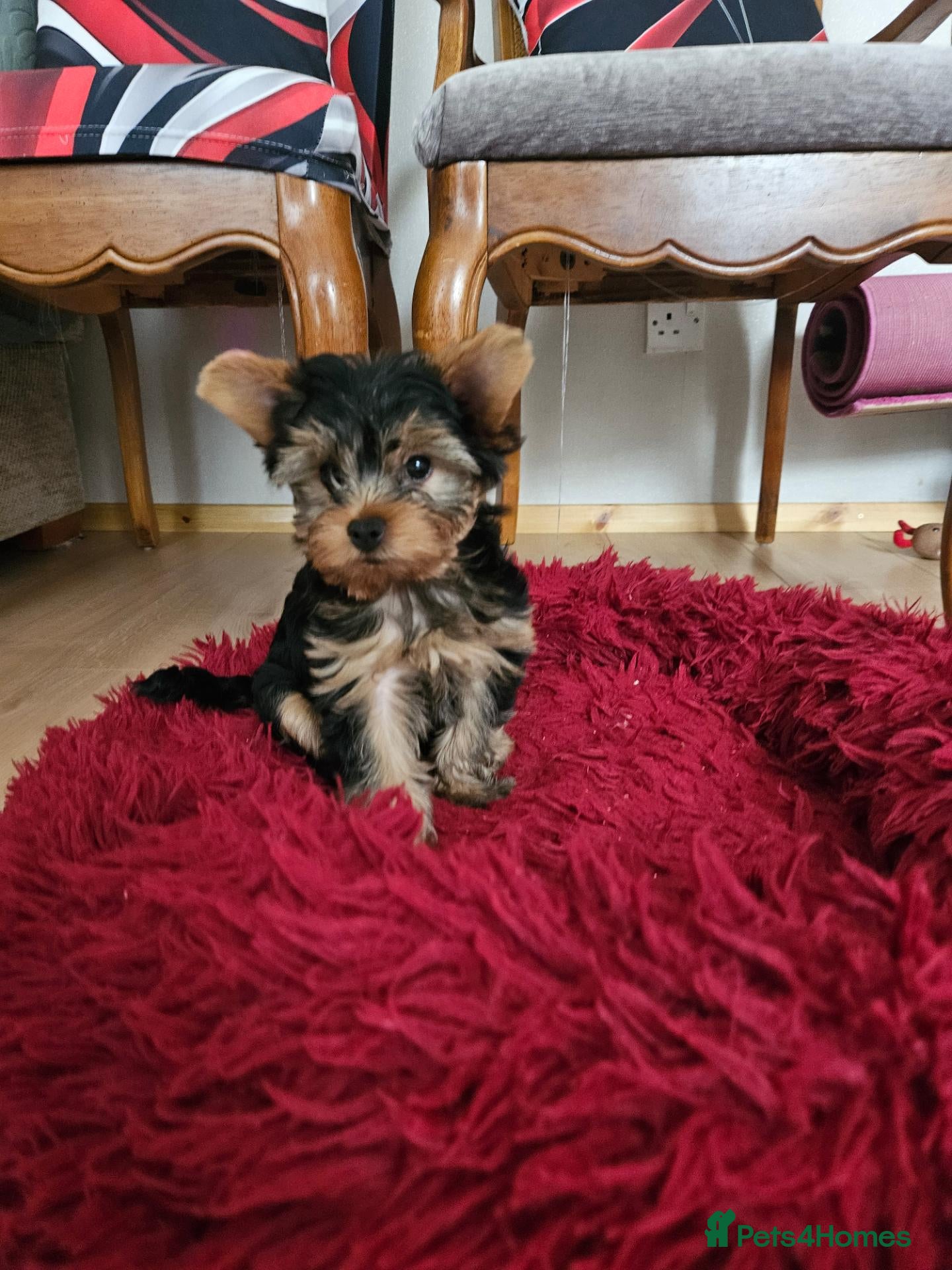 Yorkshire Terrier dogs Beautiful Yorkshire Terrier Puppy –Lola 🐾💗 - Advert 5