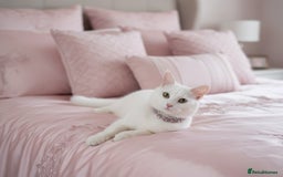 Turkish Angora cats for sale: Turkish angora female - Image 1