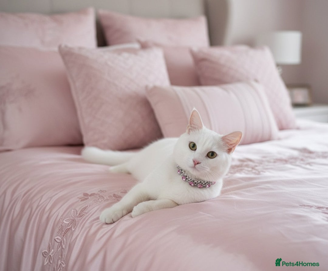 Turkish Angora cats for sale: Turkish angora female - Image 1