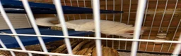 Chinchilla rodents for sale: white male chinchilla with cage - Advert 3