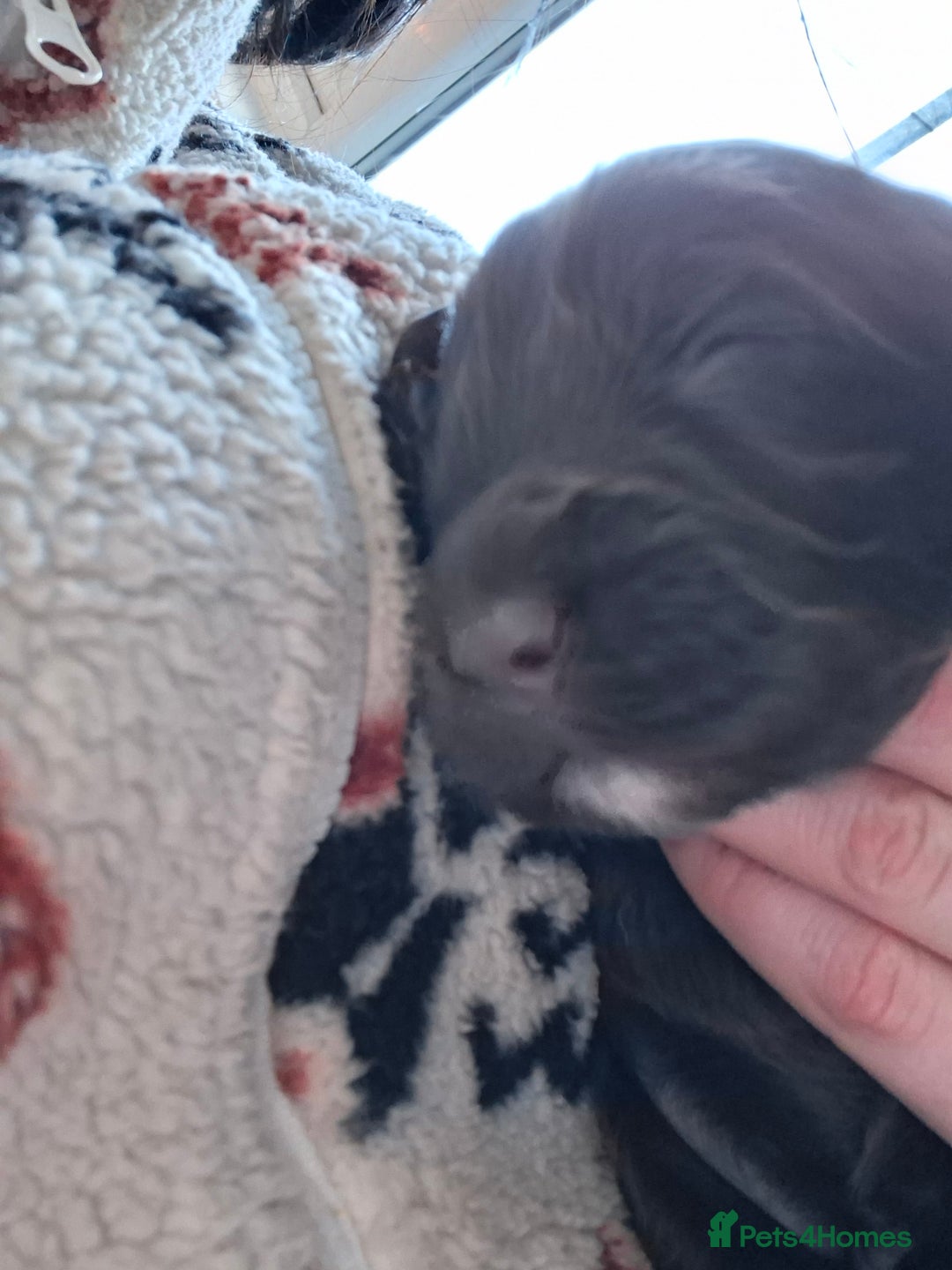 Cockapoo dogs for sale: Cockerpoos looking for forever homes - Advert 7