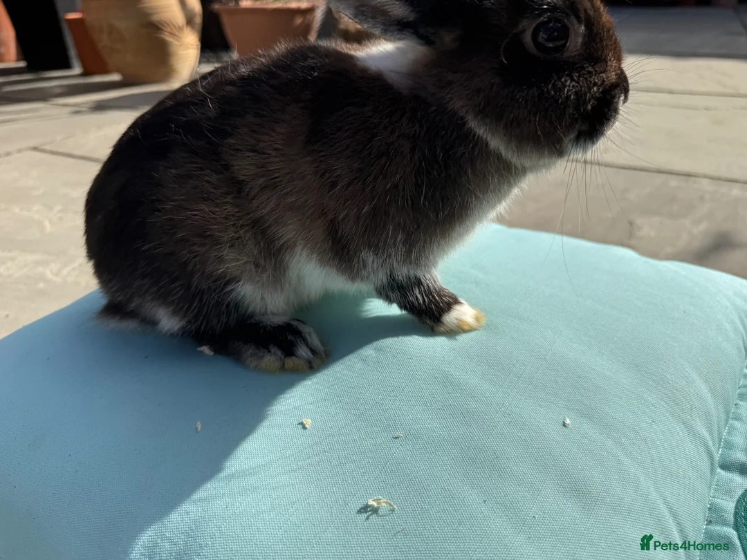 Netherland Dwarf rabbits for sale: Netherland dwarf rabbit - Advert 1