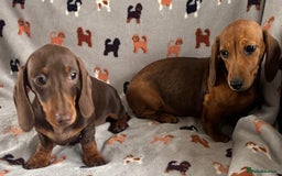 Dachshund dogs for sale: CHAMPION LINE KC REG MINI DACHSHUND GIRLS  - Image 5