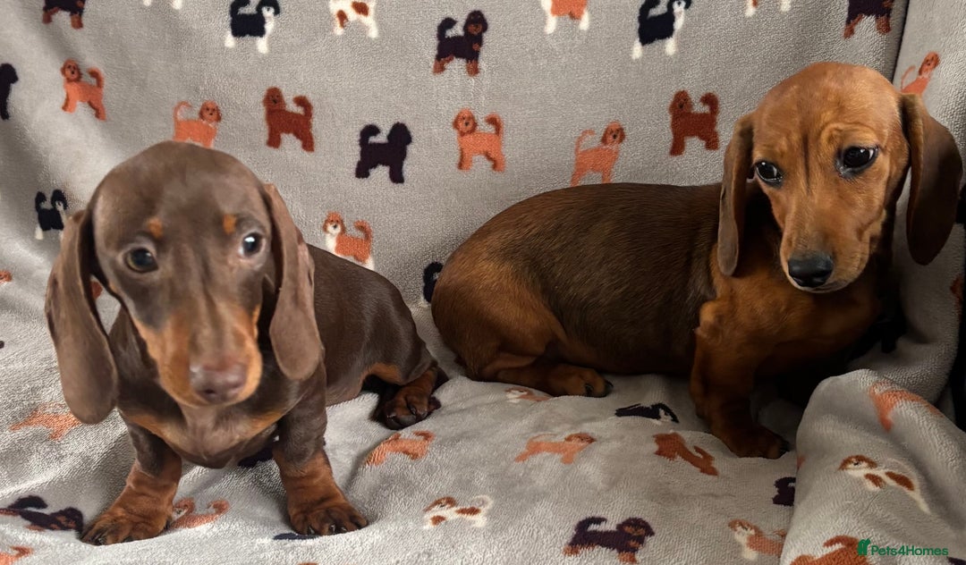 Dachshund dogs for sale: CHAMPION LINE KC REG MINI DACHSHUND GIRLS  - Image 5