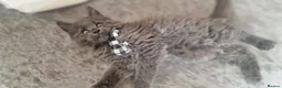 Maine Coon cats for sale:  Stunning Maine Coon Kittens – Ready Now – £1000 - Advert 11