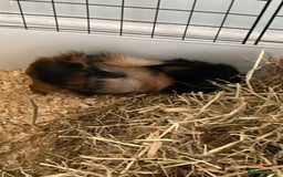 Guinea Pig rodents for sale: Female bonded trio  - Image 6