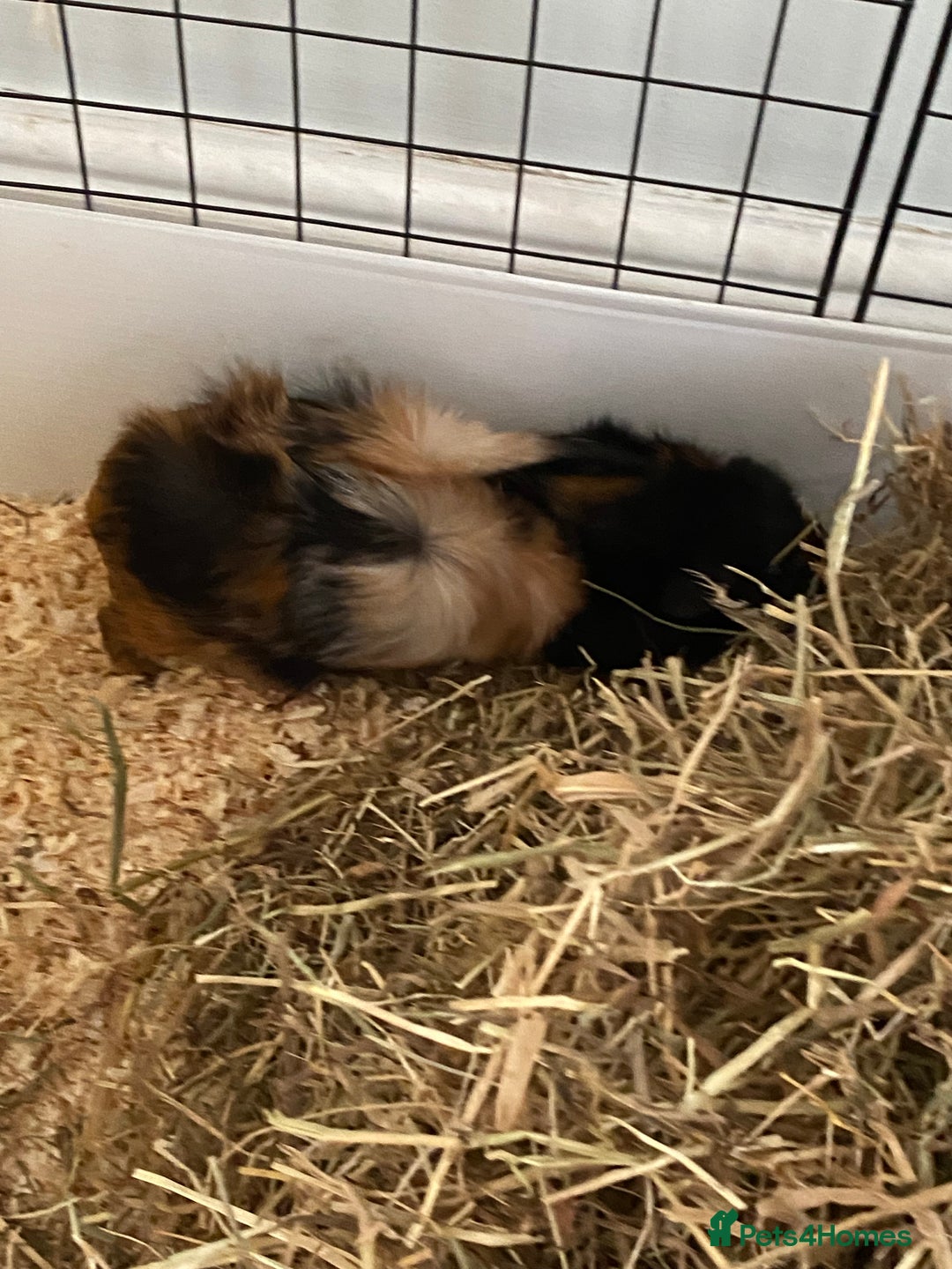 Guinea Pig rodents for sale: Female bonded trio  - Image 6