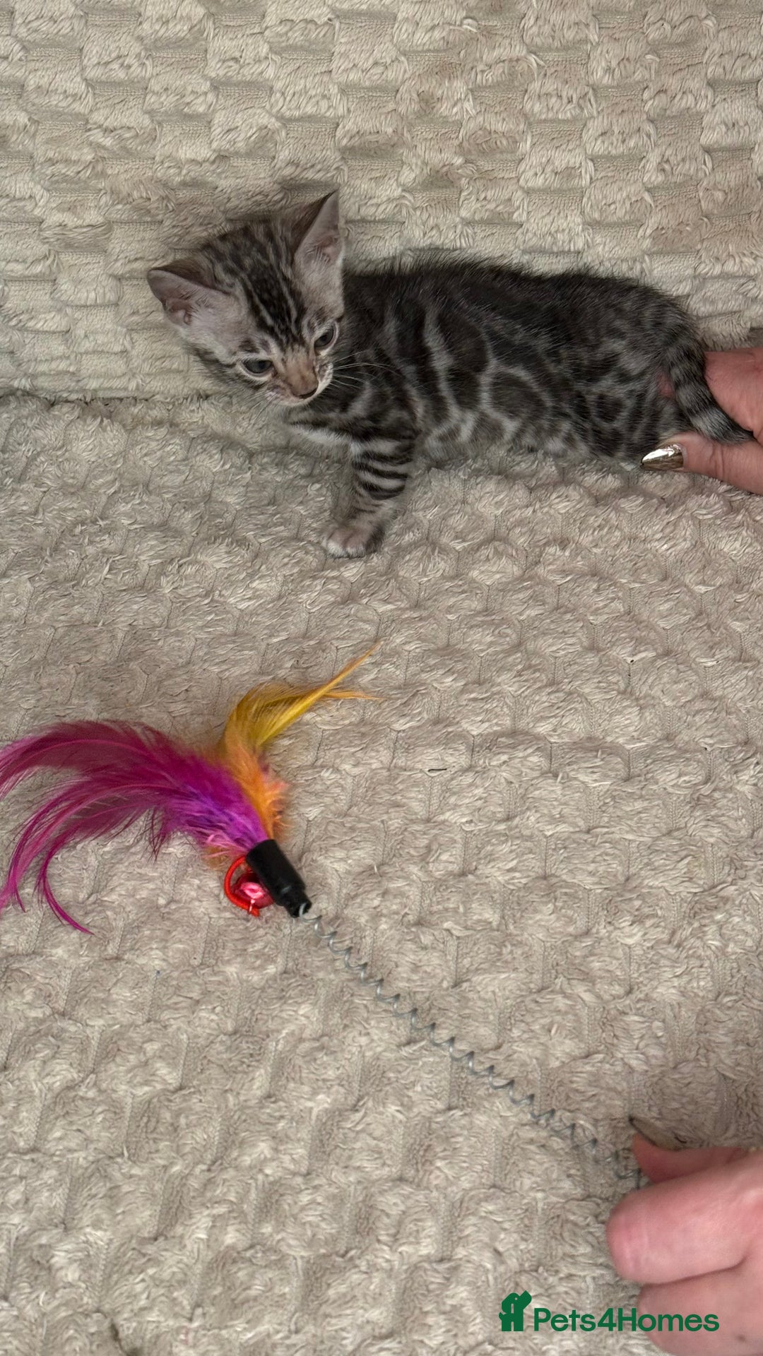 Bengal cats for sale: Pure Bengal kittens for sale  - Advert 24