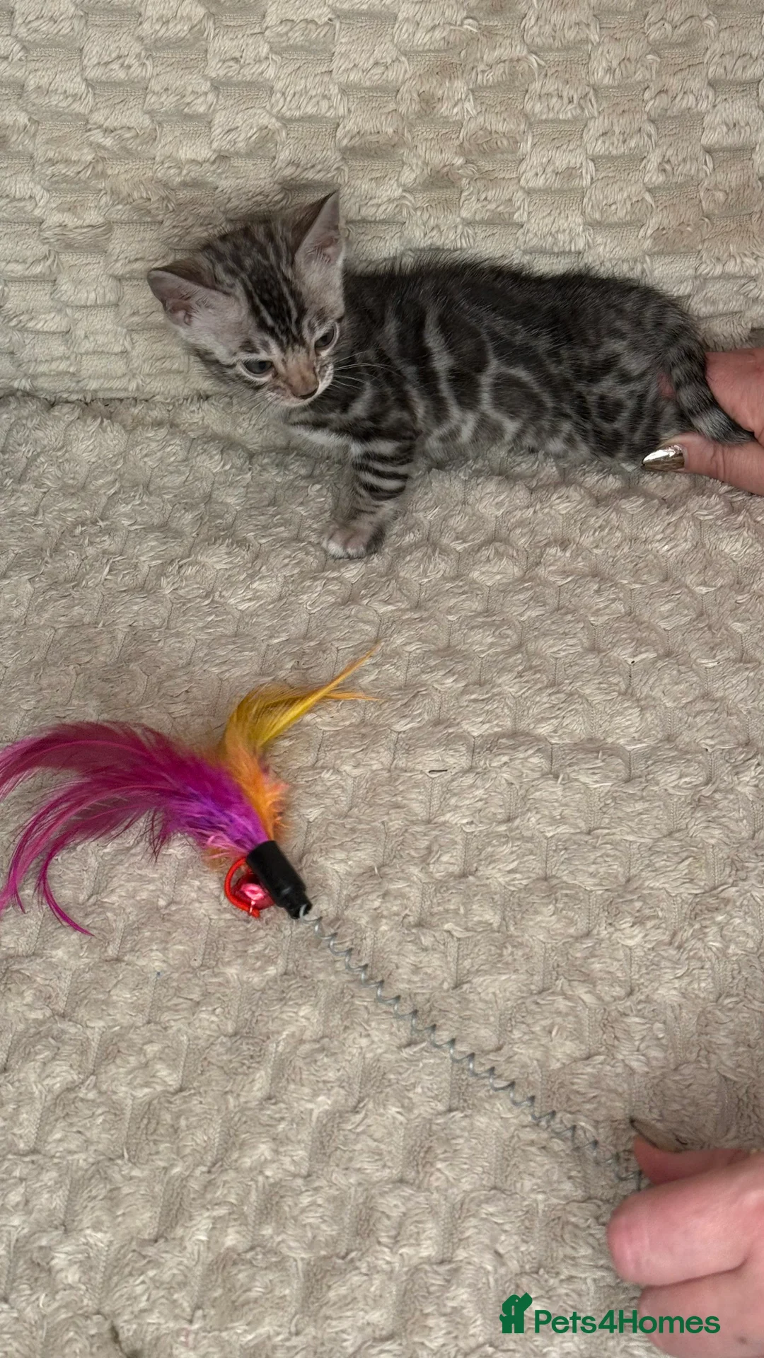 Bengal cats for sale: Pure Bengal kittens for sale just 2 boys left.  - Advert 31