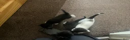 Mixed Breed cats for sale: My babies need forever homes  in Nottingham - Advert 9