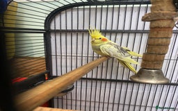 Cockatiels birds for sale: Cockatiels Pair - Image 1