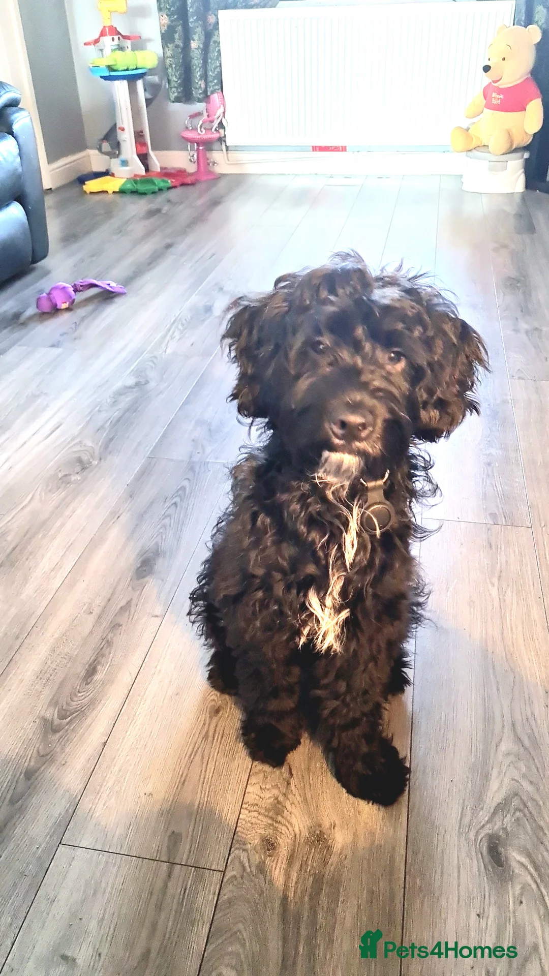 Sproodle dogs for sale: 7 month sproodle Wilson - Advert 1