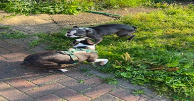 Boston Terrier dogs - Advert 1