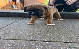 Boxer dogs for sale: KC registered boxer puppies  - Image 8