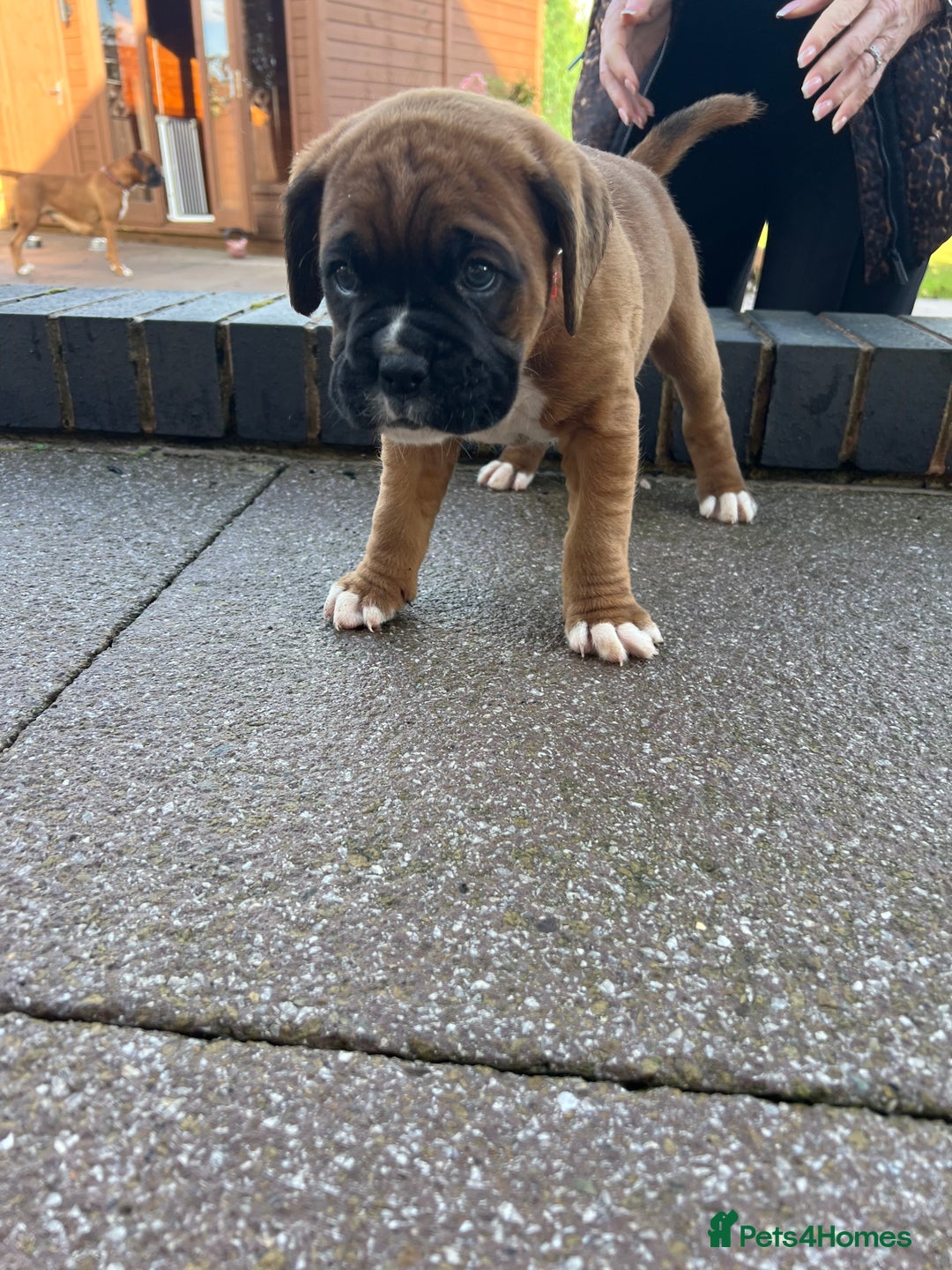 Boxer dogs for sale: KC registered boxer puppies  - Image 8