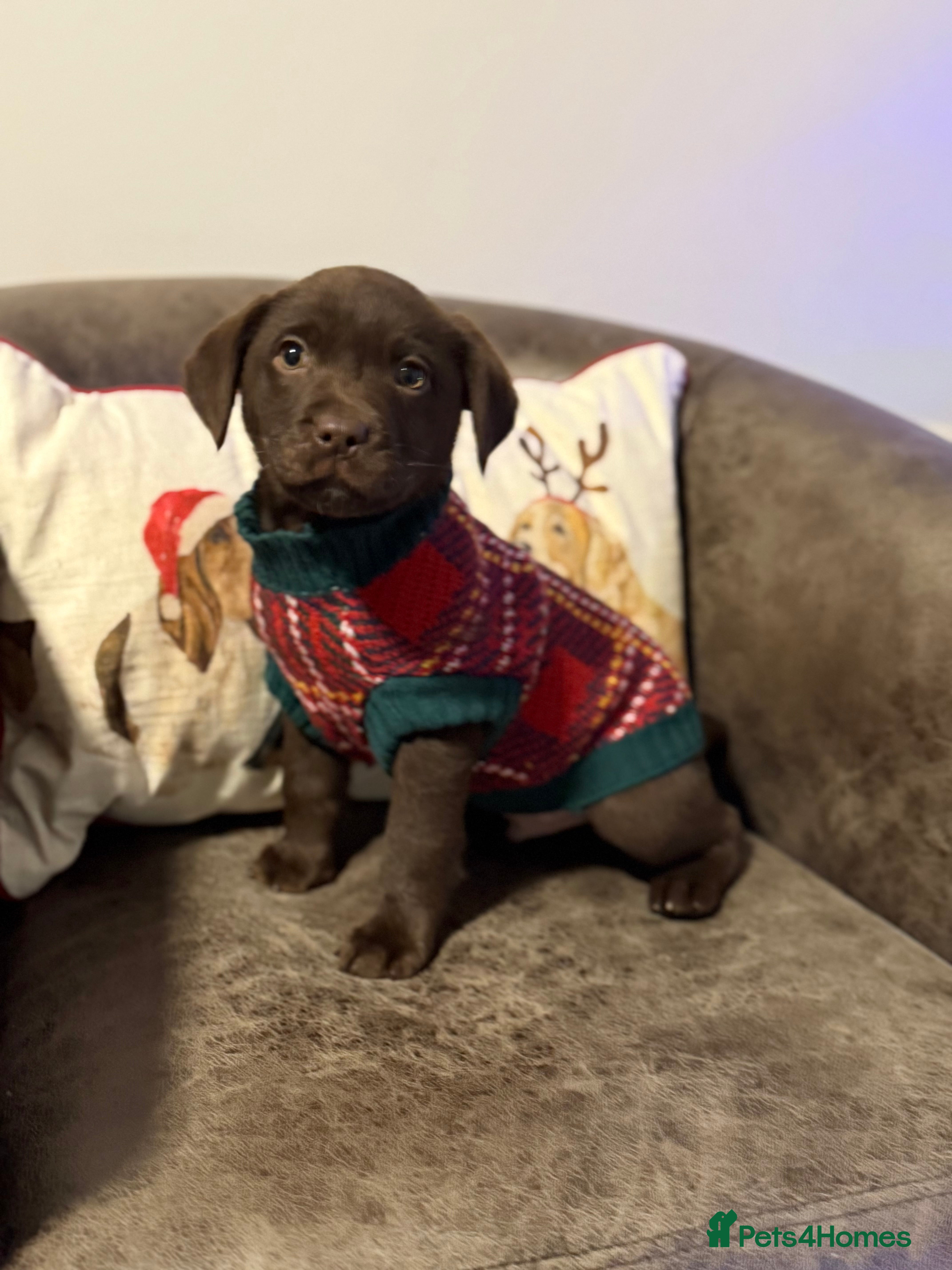 Labrador Retriever dogs KC registered chocolate Labrador  - Advert 3