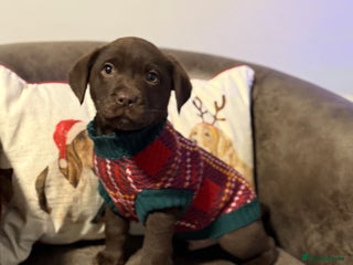 Labrador Retriever dogs KC registered chocolate Labrador - Advert 3