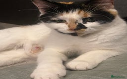 Mixed Breed cats for sale: Perfect Kittens  - Image 6